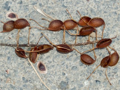 arbol_sin_identificar_semillas_aladas.JPG