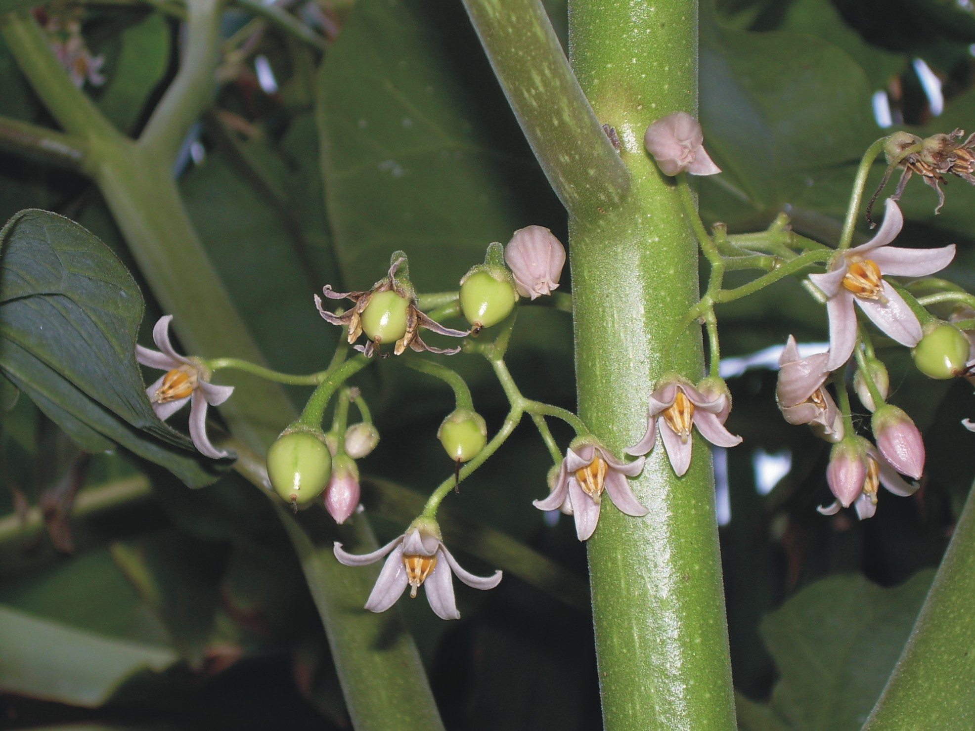 arbol_tomate_frutos_y_flores.jpg