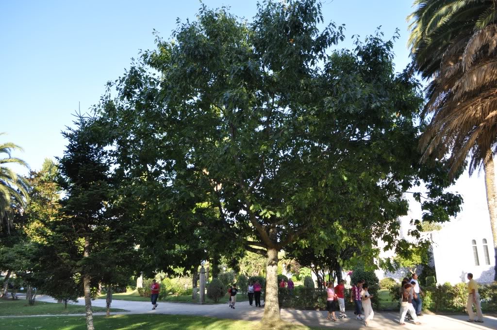 ARBOLdeLATOJA5.jpg