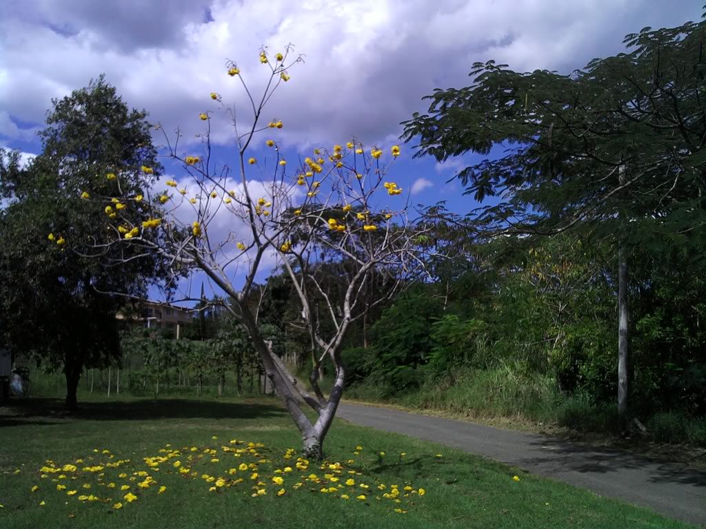 Arboldelejos-1.jpg