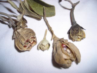 Arboldesconocido4.jpg