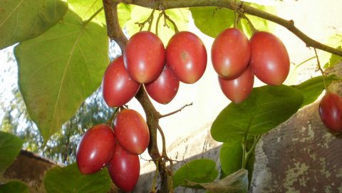 arboles-de-tomate-de-arbol-listos-para-transplantar-la-plata_MLA-F-2657267828_052012.jpg