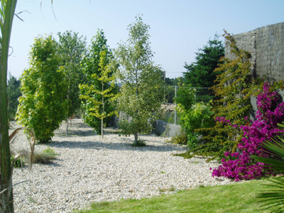 arboles1.jpg