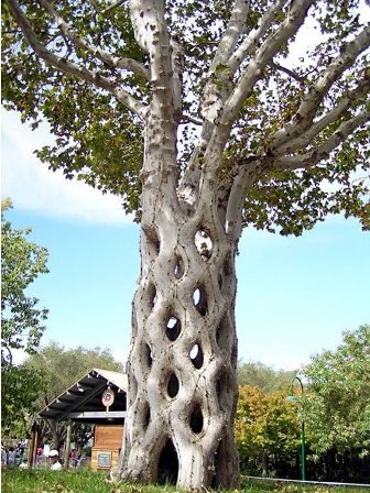 arboles3o.jpg