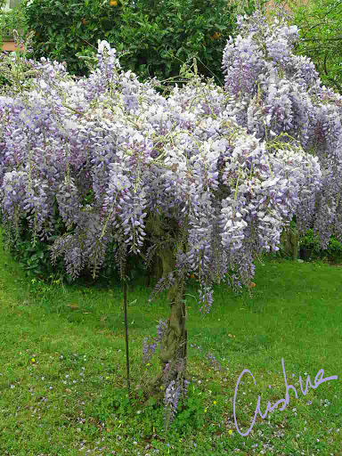 arbolito%20glicinia%202010.jpg