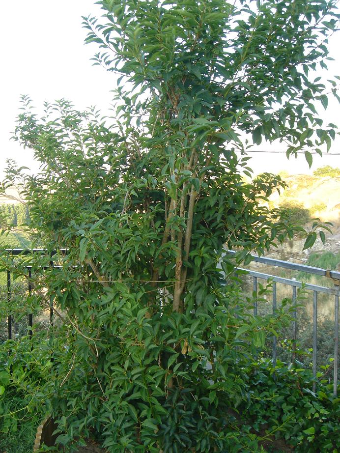 arbolito-rincon.JPG