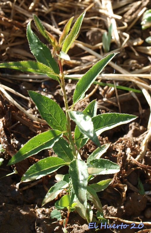 arbolitos1.jpg