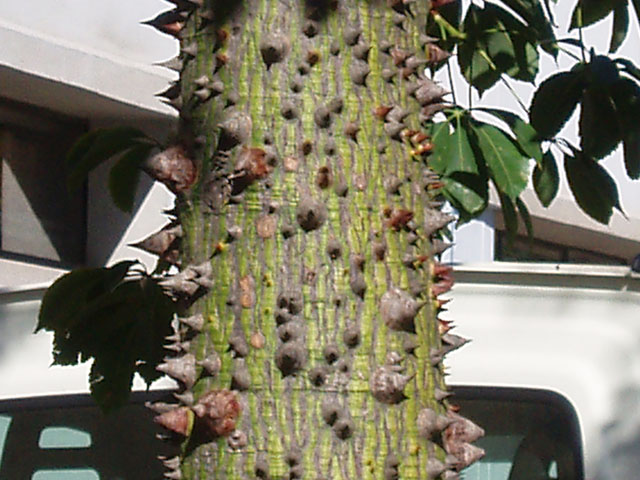 arbolmisterioso2.jpg