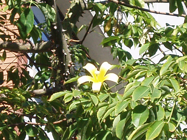 arbolmisterioso4.jpg