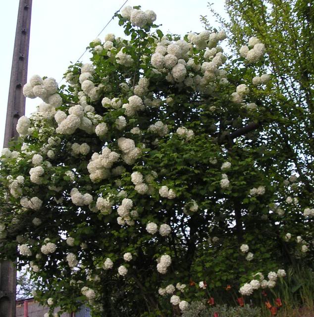 ArbolOrnamental.jpg
