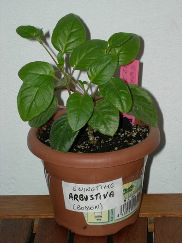 arbustiba180506.jpg