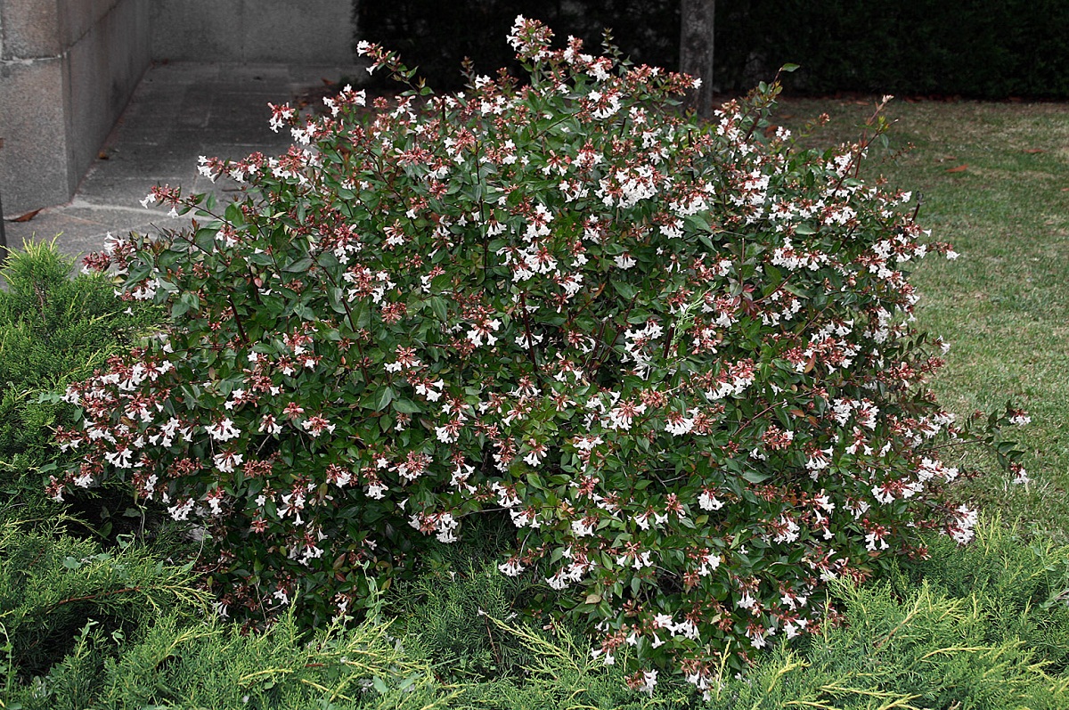 arbusto-en-medio-de-un-jardin-con-flores-blancas.jpg