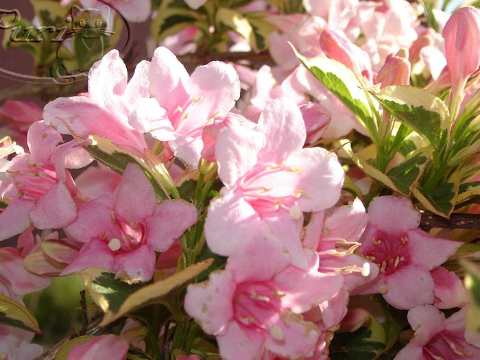 ARBUSTO+ROSA+PRIMAVERAL.JPG