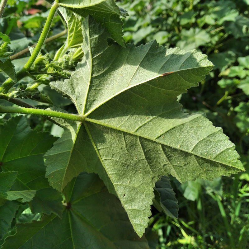 arbusto_0003.jpg