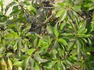 ArbustoelPalmar1220-1.jpg