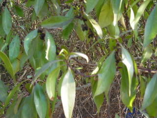 ArbustoelPalmar12201.jpg