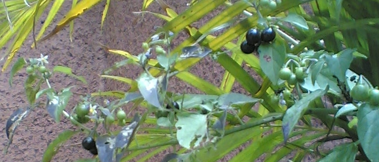 ArbustoNuevo002.jpg
