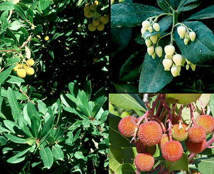 Arbutus_unedo.jpg