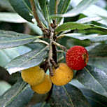 arbutusunedoplantfocus03.jpg