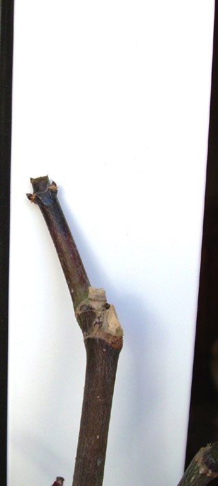arce11.jpg