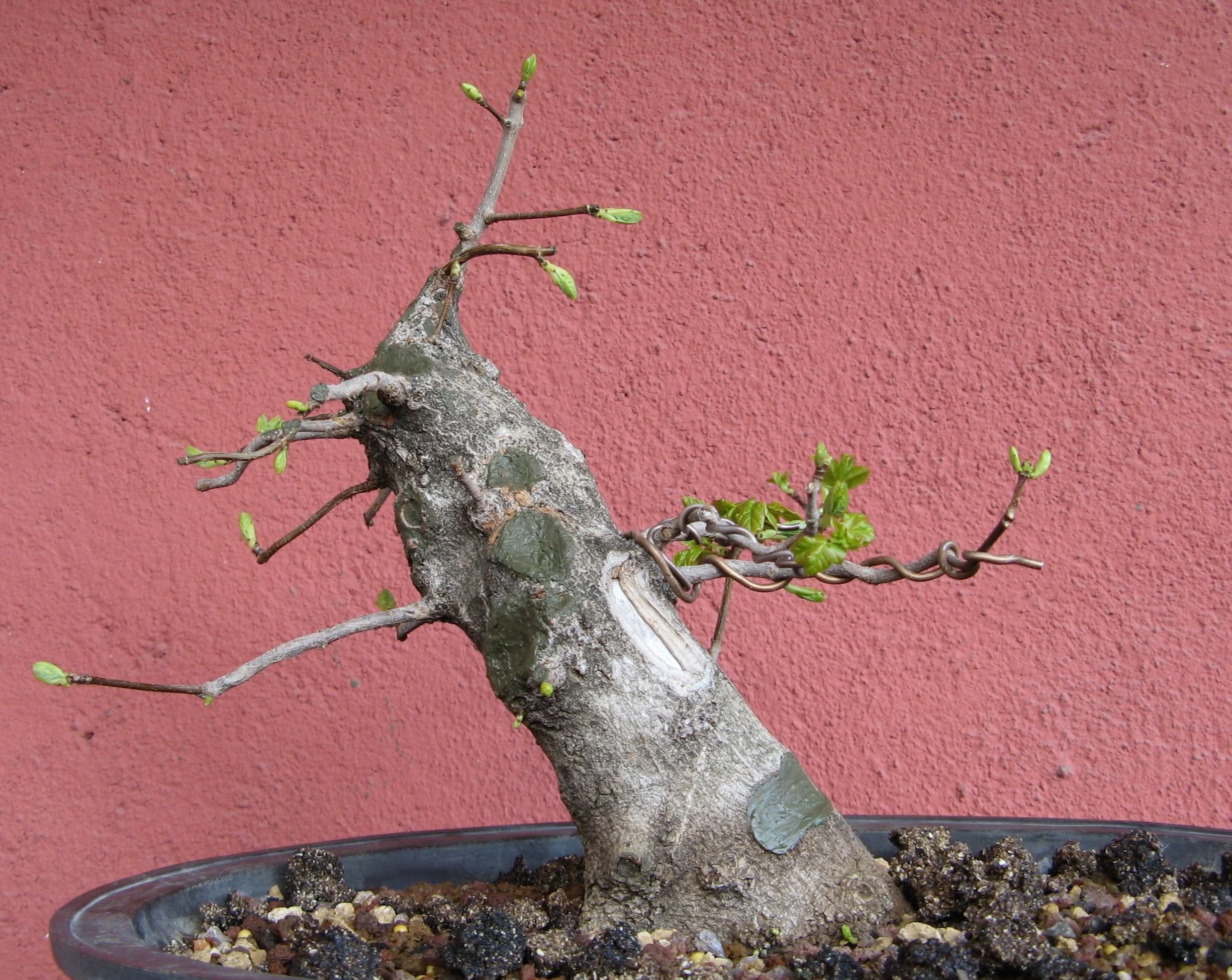 arce6.jpg