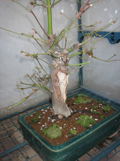 ArceAleman_176.jpg