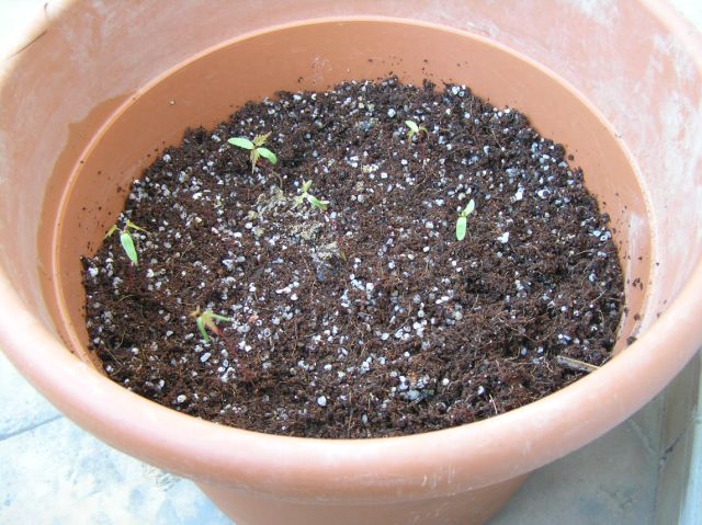 arces%20007.JPG
