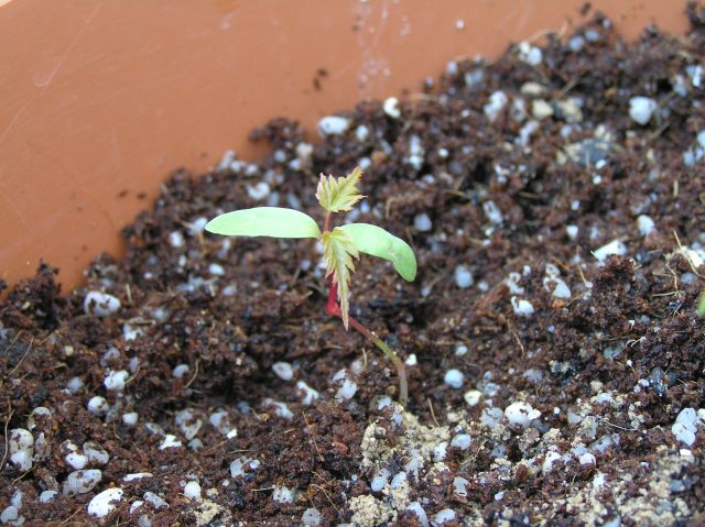 arces%20009.JPG