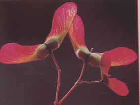 arcesemilla.jpg