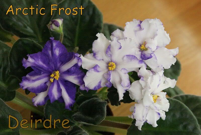 ArcticFrost03.jpg