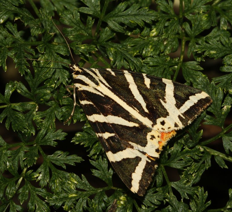 arctiidae_6183.jpg