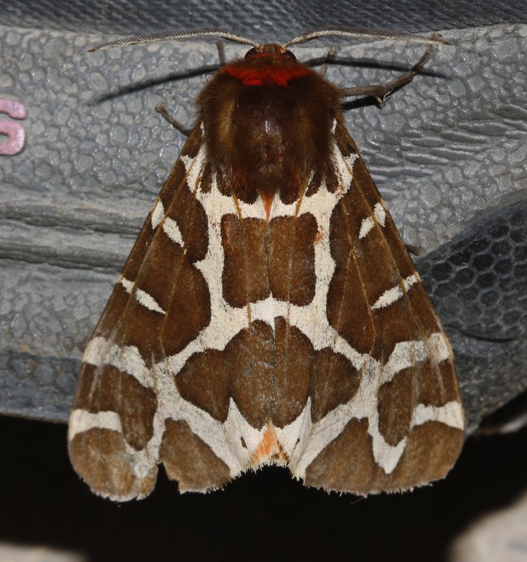 arctiidae_6200.jpg