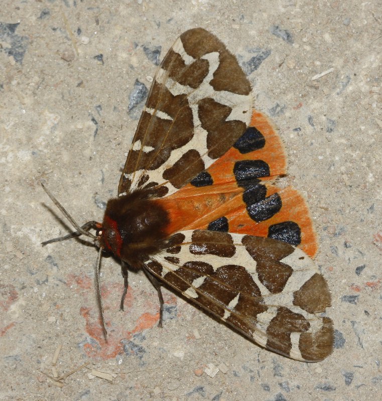 arctiidae_6206.jpg