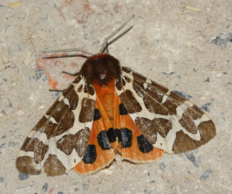 arctiidae_6209.jpg