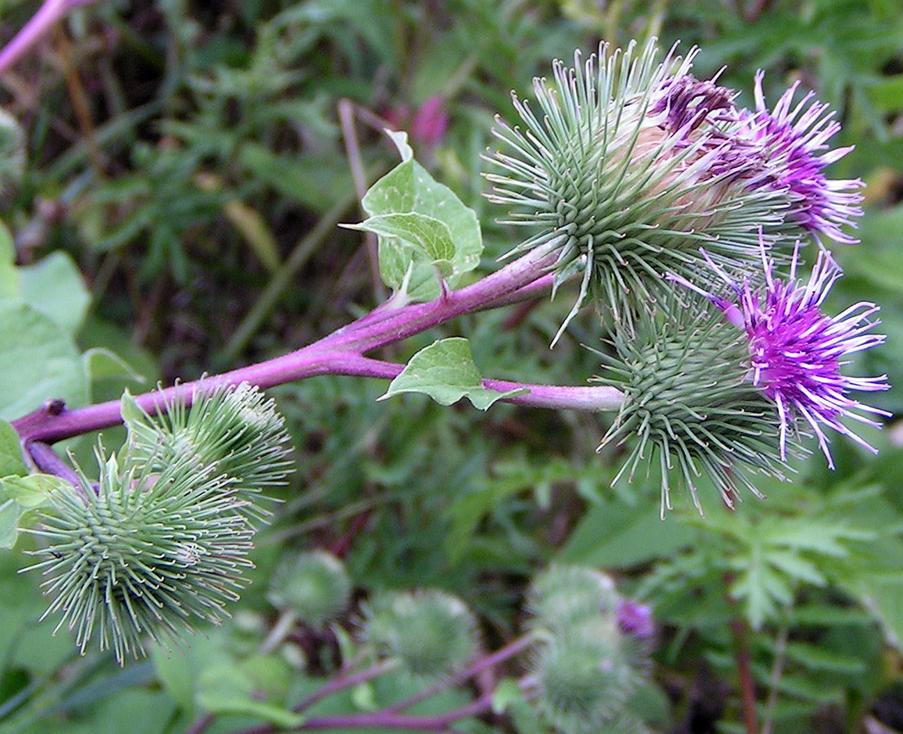 Arctium_lappa02.jpg