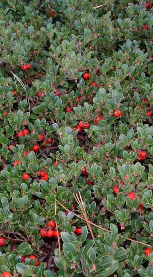 Arctostaphylos_uva-ursi.jpg