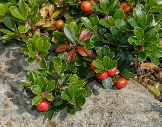 ArctostaphylosUva-ursi_fruto.jpg