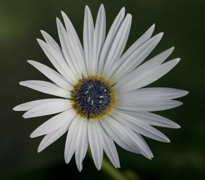 arctotis-grandis-m.jpg