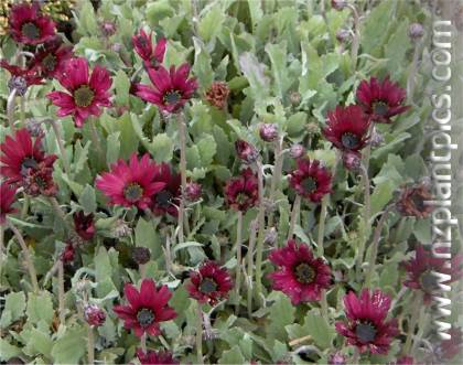 arctotis_cultivar_small_02.jpg