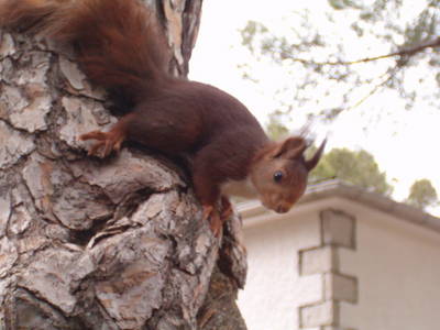 ardilla2.JPG