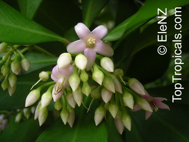 Ardisia_064el.jpg