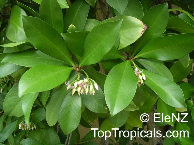 Ardisia_065el.jpg
