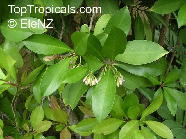 Ardisia_067el.jpg