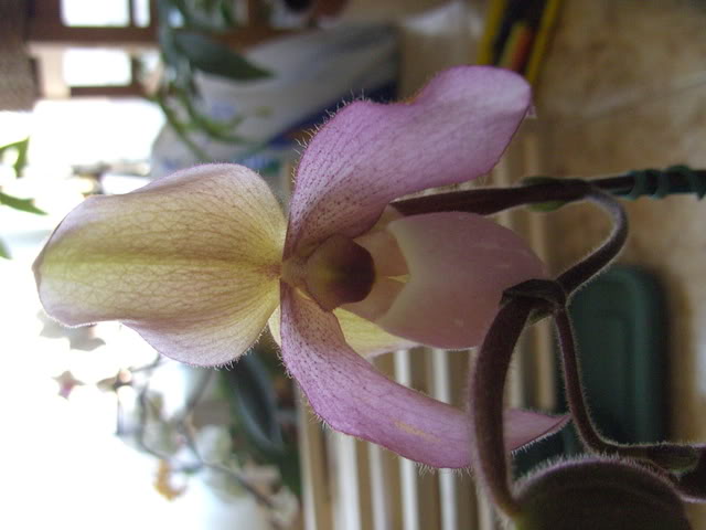 arenys011.jpg