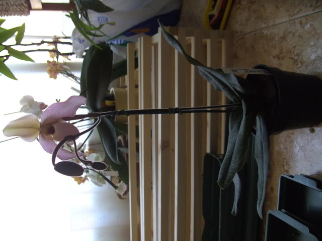 arenys013.jpg