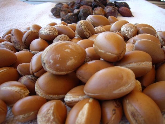 argan_tree_seeds.jpg