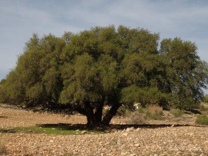 Argania_spinosa.jpg