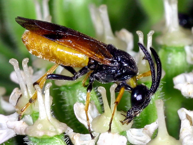 arge_cyanocrocea_9824.jpg