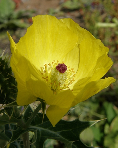 argemone_mexicana2.jpg