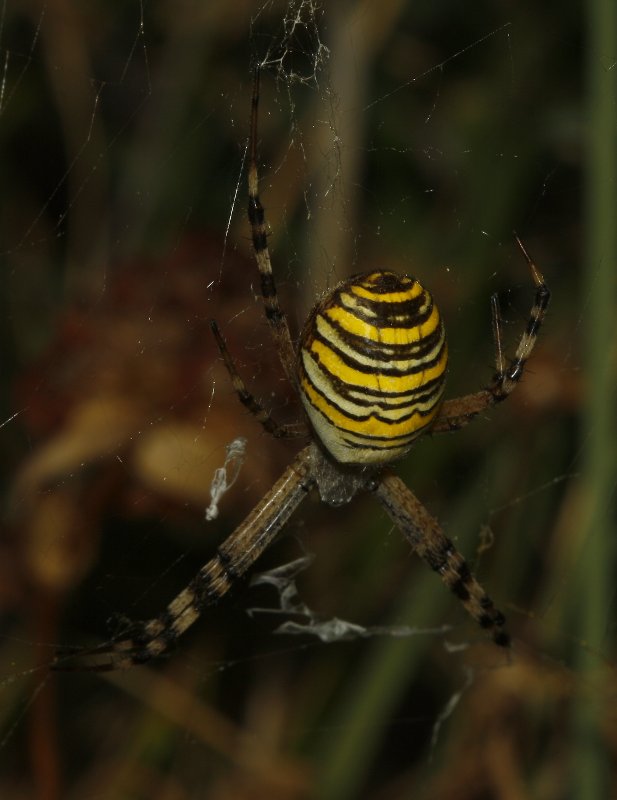 Argiope%20bruennichi_4996.jpg